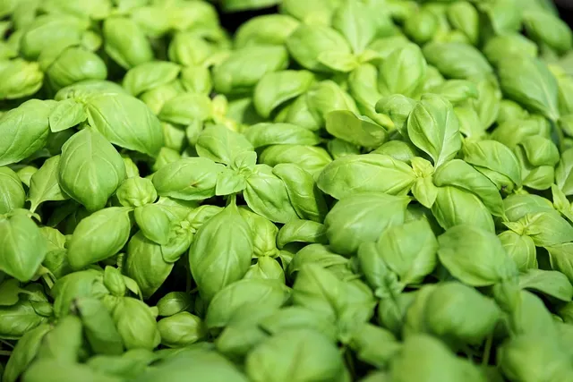 kale_yak_bello_sguardo_rom_zuccaviolina1.jpg