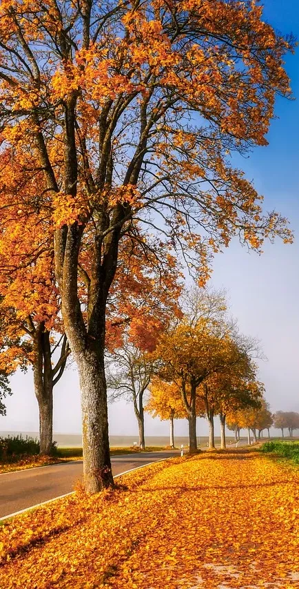 galleria dell'hashtag thatautumnmagic