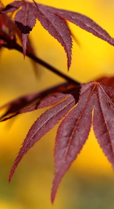 hashtag #autumn